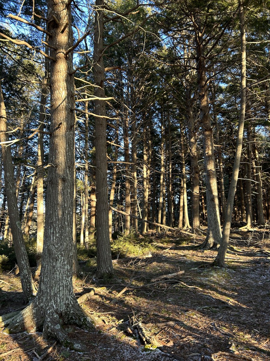Celebrating #EarthDay among the ancient giants! 🌲✨ This old growth hemlock stand in the Acadian forest on the shores of Sandy Lake reminds us why we protect and cherish these wild places. Let’s keep our forests and waterways thriving for generations to come! 💚#EarthDay2025