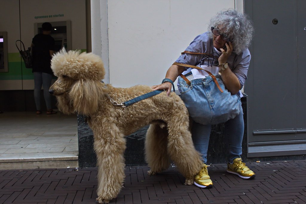 shiftf1podcast's tweet image. EPISODE 305 - SAUDI ARABIAN GP 2025
Wow. Dog can do anything.
f1.cool/blog/305