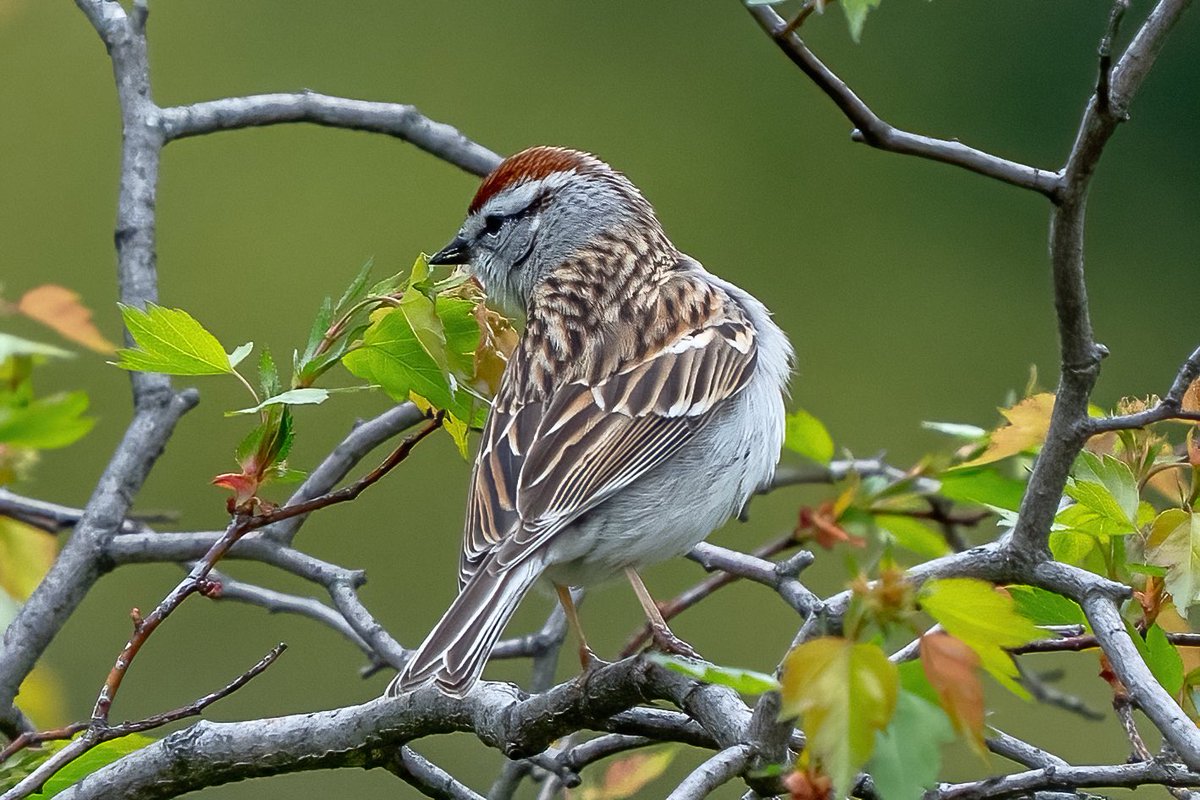 mitoGFP's tweet photo. Chipping sparrow and Field sparrow  @CentralPark_NYC Monday walk with  @BirdingBobNYC  #birdcpp #BirdsSeenIn2025 #birding #BirdTwitter  #BirdsofNYC @BirdCentralPark #BirdsOfTwitter #birdphotography #NewYorkCity #springmigration #sparrow https://t.co/tNV5ZzzhW7
