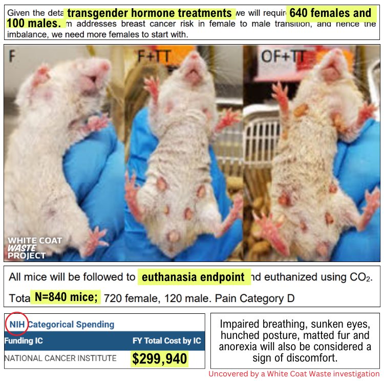 <a href="/EllyKayUSA/">EllyKayUSA</a> <a href="/LauraLoomer/">Laura Loomer</a> <a href="/KerGivrTBI4Life/">❌ Proud to b an American ❌</a> @NIHDirector <a href="/DrJBhattacharya/">Jay Bhattacharya</a> <a href="/realDonaldTrump/">Donald J. Trump</a> <a href="/JDVance/">JD Vance</a> <a href="/elonmusk/">Elon Musk</a> <a href="/DOGE/">Department of Government Efficiency</a> Wrong. They are TRANSGENDER animal experiments and <a href="/WhiteCoatWaste/">White Coat Waste</a> has uncovered $250M+ in receipts from NIH and other federal agencies that are funding them 

blog.whitecoatwaste.org/2025/02/28/you…