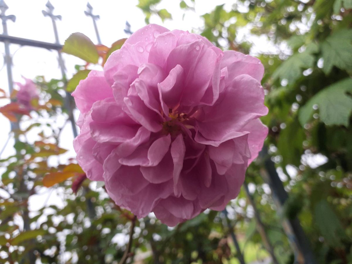 おはようございます。
今年第1号が咲きました👏
良い一日を！
#バラ
#レイニーブルー