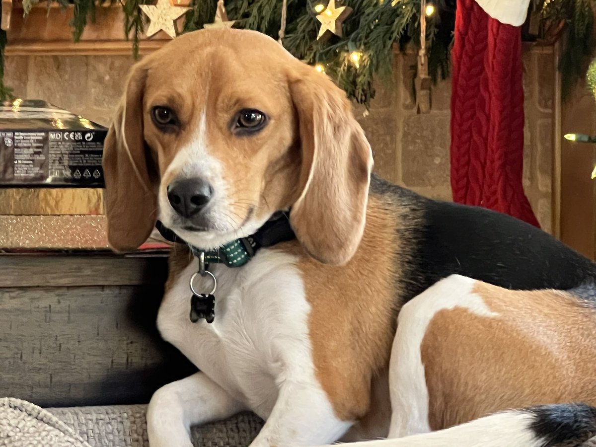 ewags76's tweet photo. National Beagle Day you say! Here’s my ❤️…Oakley and Archer! https://t.co/ZW8AbcdwsV