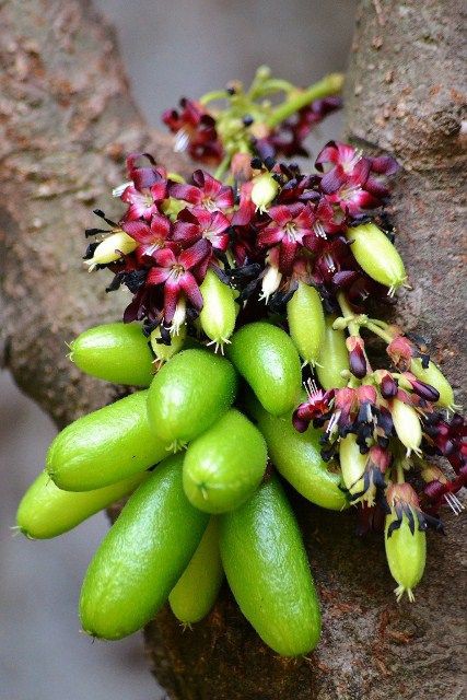 txtdrst's tweet photo. 🌿 BELIMBING WULUH — Si kecil asam yang kaya manfaat!

🩺 Khasiat utama:
- Penurun panas (antipiretik)  
- Pengencer dahak (ekspektoran)

🌸 Bagian yang dipakai:
- Bunga  
- Buah  
- Daun

(2/17) https://t.co/0IEQSBdPWb