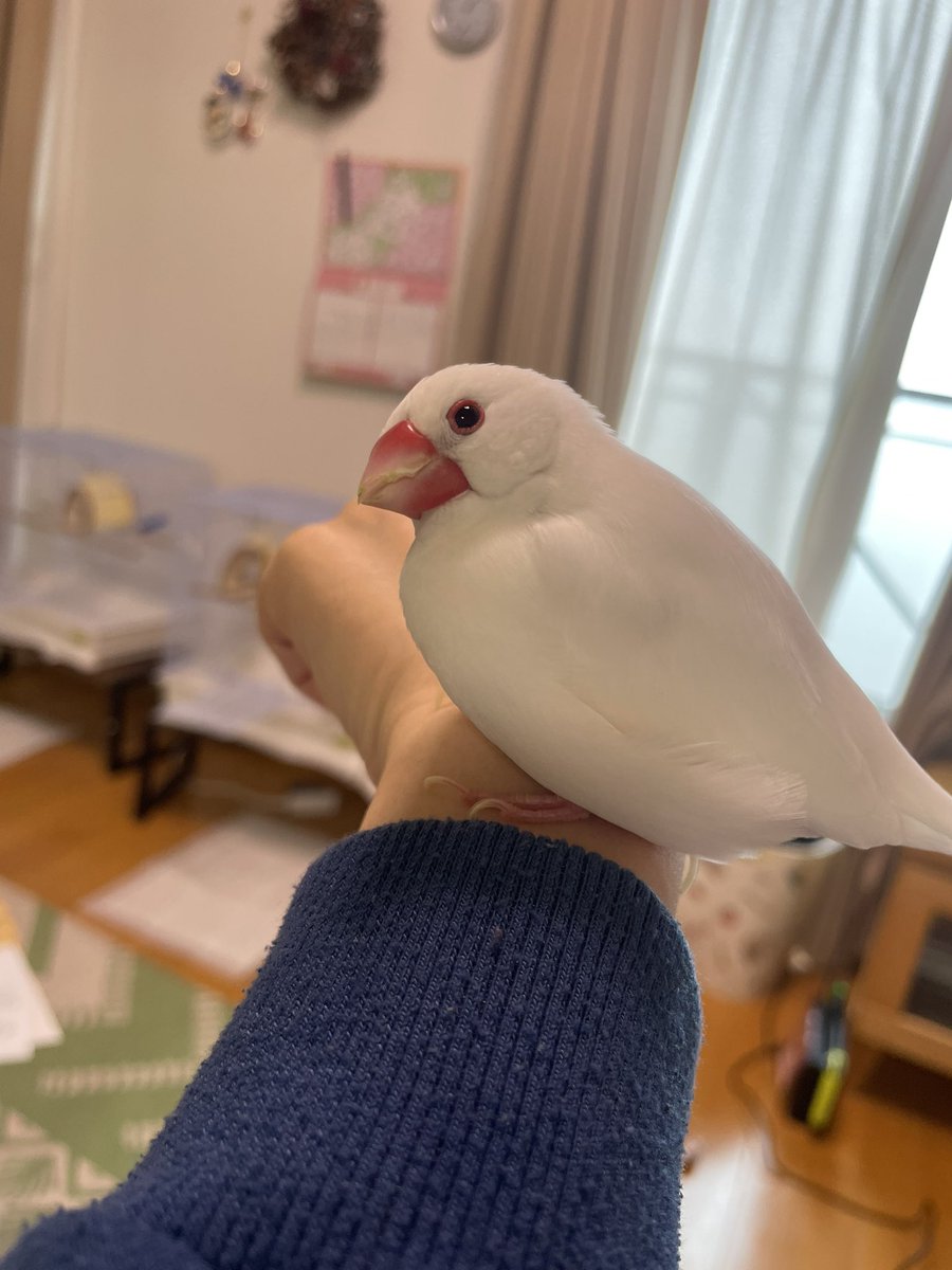 bunchobuncho12's tweet photo. 今日もかわいいですわね https://t.co/o9Jfn4JqWT