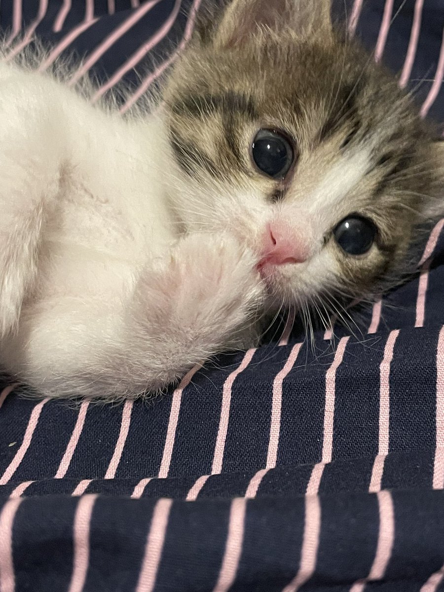 همه پیشی های توئیت قبلی واگذار شدن😍
(البته هنوز پیش منن، سرپرست ها دارن وسیله تهیه میکنن و‌شنبه به همشون تحویل میدم)
فقط این دختر قشنگممممم مونده😍
نازز و‌خوشگل
مهربون
بازیگوش
خرخری
بین ۲۰ تا ۲۵ روزشه
شیر میخوره از شیشه، تو خاک دستشویی میکنه
واگذاری تهران
تلگرام: sophiepetshop