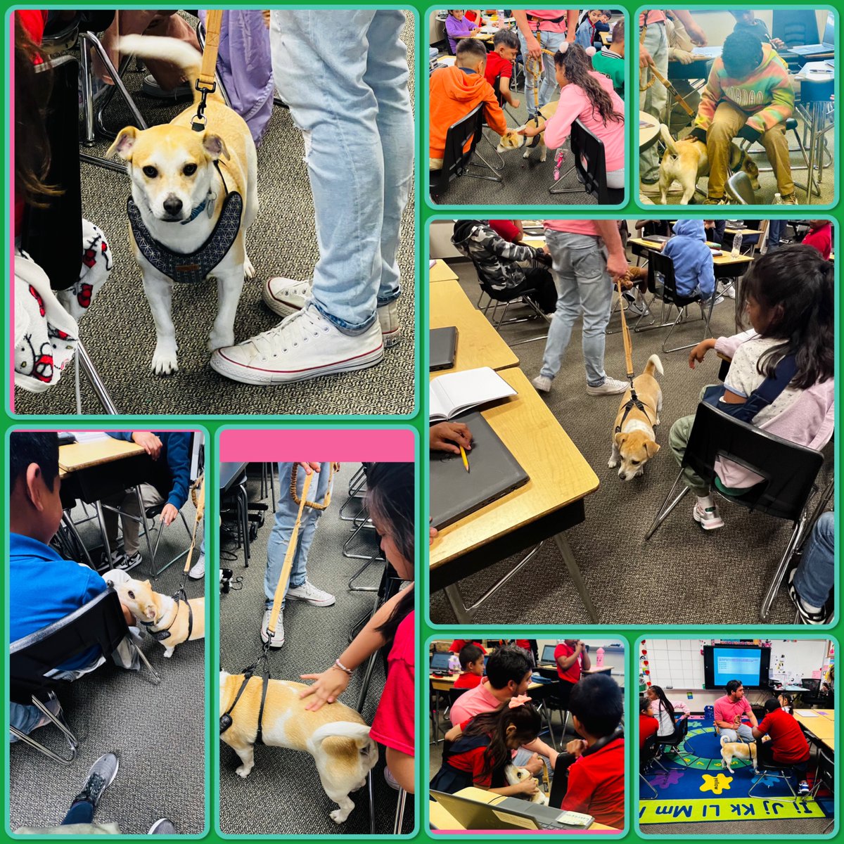 Huge shoutout to our pals <a href="/healingspecies/">Healing Species</a>  for popping by <a href="/Horn_Dreams_Big/">Horn Elementary</a>   with a heartwarming surprise for some lucky students—courtesy of our cuddly buddy Augie! The smiles were absolutely priceless. #SELmatters #CounselingLeadingWithLove