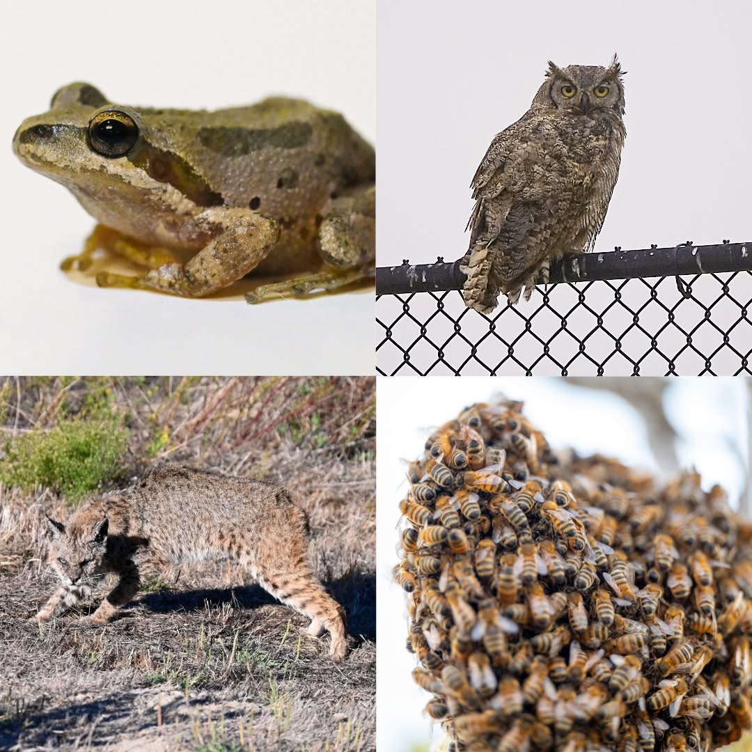 Happy Earth Day, #TeamV! 🌎

With 118K acres of land and 46 miles of coastline, VSFB is home to 330+ wildlife species. This #EarthDay, get outside, soak it in, and consider joining a cleanup. Last time, we removed 2,425 lbs of trash — let’s keep it going!