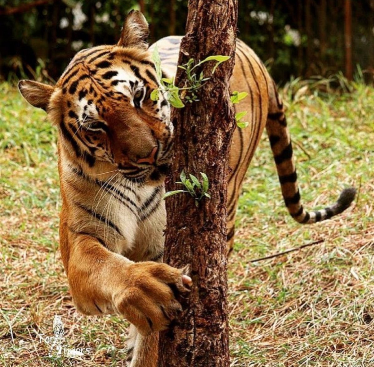 ForTigersOrg's tweet image. Hug a tree! It's #EarthDay! 🌳🌏💚