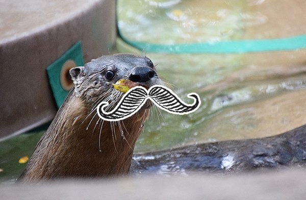 This website doesn't have enough pictures of otters with fake mustaches. We can do better.