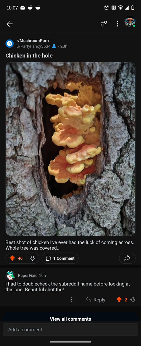 B_Ross_Co's tweet photo. @Mycelium_Daddy We found chicken of the woods in a hole out by my brother's last year. Really neat https://t.co/E3YxlJNw7z