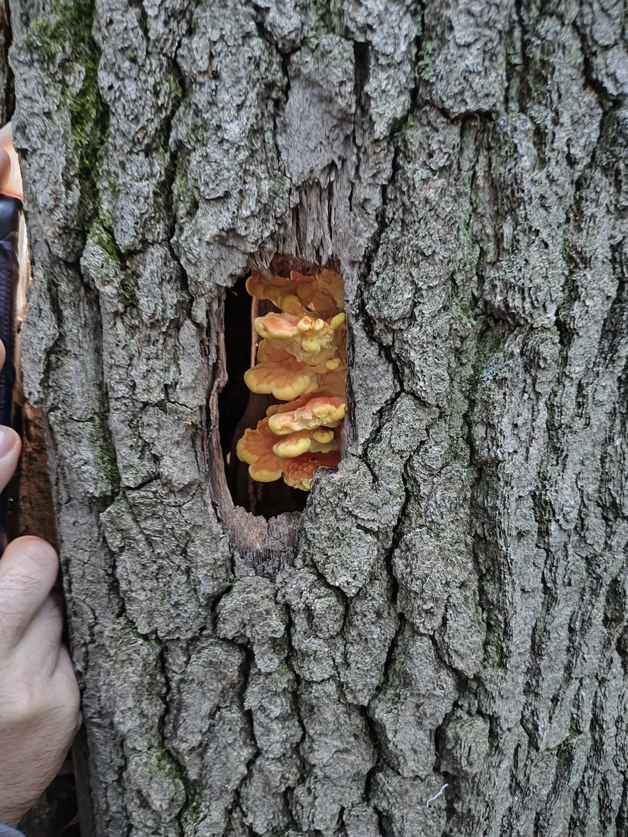 B_Ross_Co's tweet photo. @Mycelium_Daddy We found chicken of the woods in a hole out by my brother's last year. Really neat https://t.co/E3YxlJNw7z