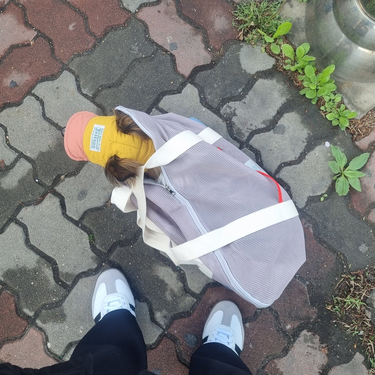 momenpage's tweet photo. 오리회사원 출근길 https://t.co/wbhk0hf7QO