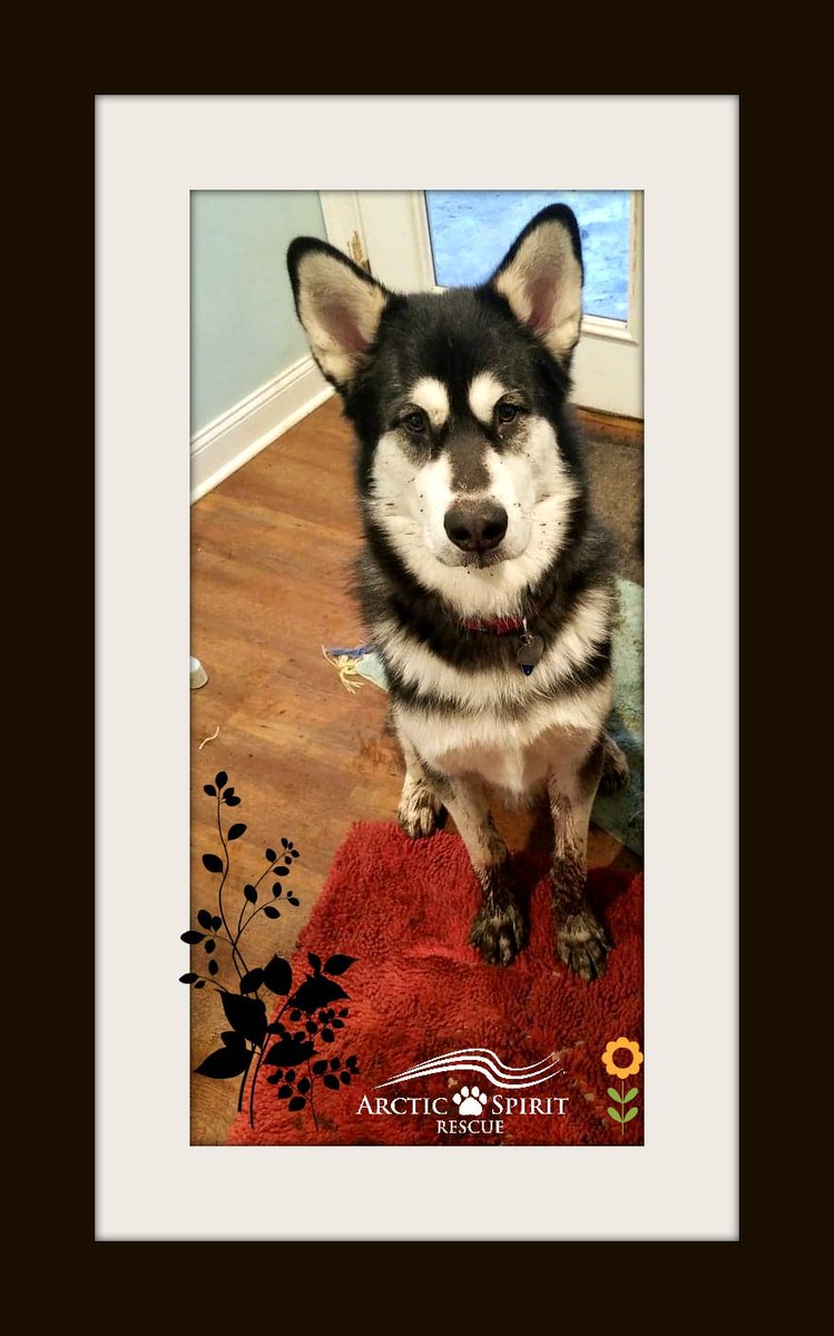 Happy #EarthDay #EarthDay2025 #rescuedog #malamute #alaskanmalamute #siberianhusky #husky #adopted #mud