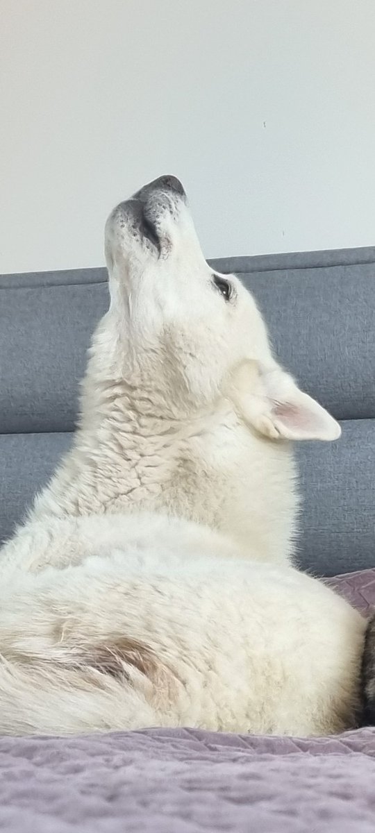 Polar Inu tweet media