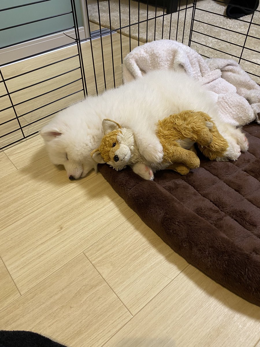 パピー期ver

体が大きくなってもまだまだ赤ちゃん👶