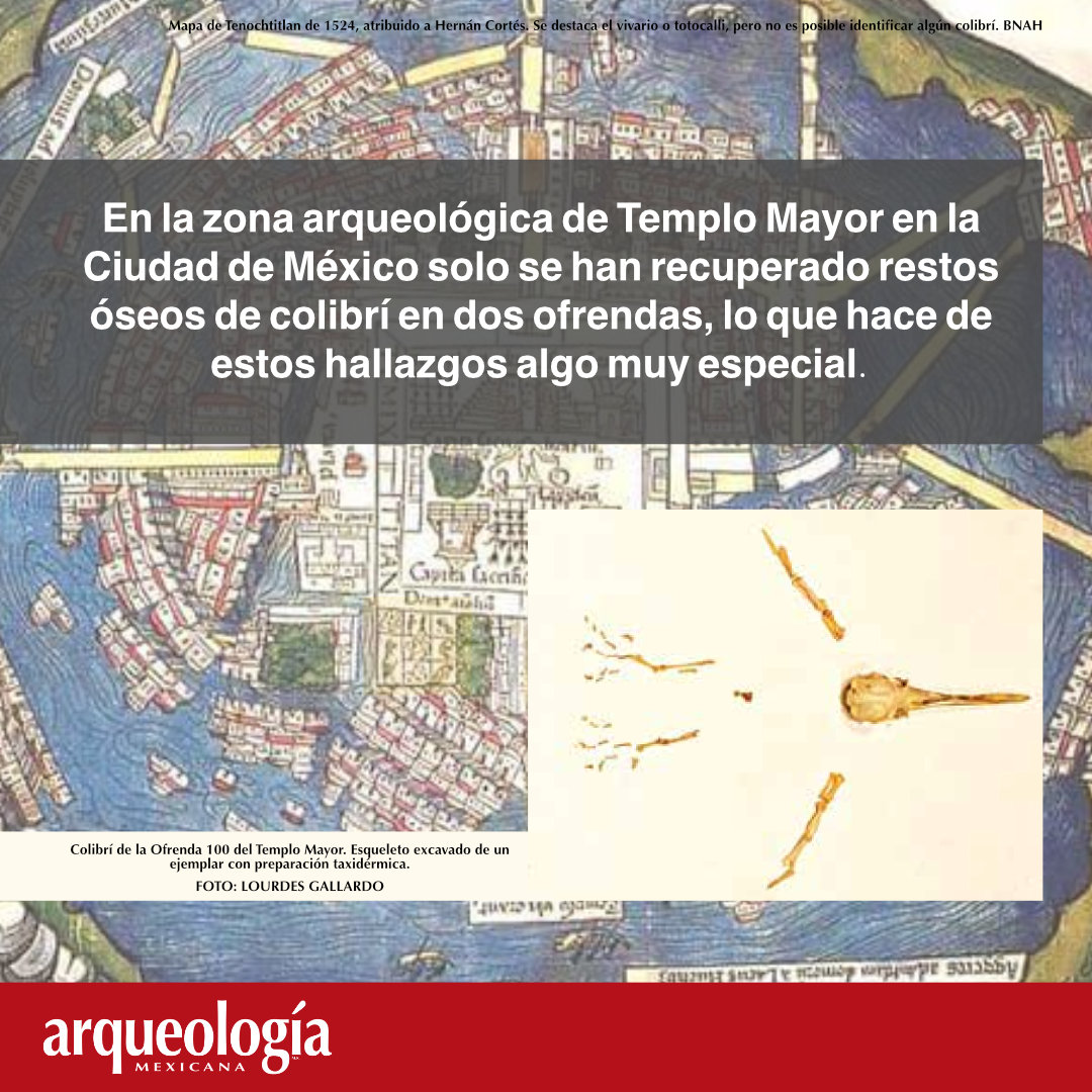Arqueomex_'s tweet photo. Adquiere el número especial de Arqueología Mexicana “Colibríes en México” y conoce más.
https://t.co/yeH4JvjoZo
#Tenochtitlan #Colibrí #Huitzilopochtli #CulturaMexica #TemploMayor #ArqueologíaMexicana #MéxicoPrehispánico #AvesDeMéxico #Arqueología https://t.co/I6rJoZx6Tw