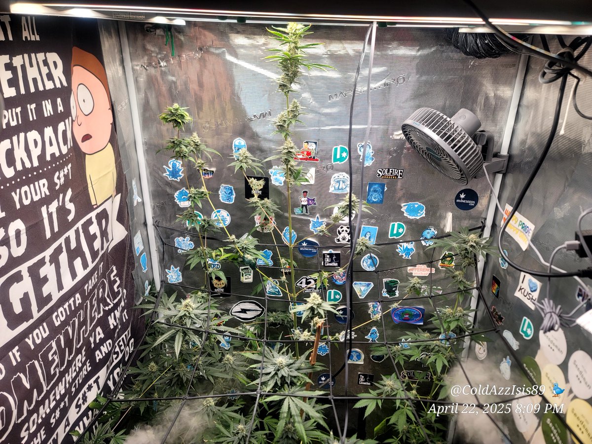ColdAzzIsis89's tweet photo. @MarsHydroLight 3x3 ⛺️ 
Under the #FC3000 💡
Featuring the Marshydro Humidifier 🤌🏾
All photos are 106 days from seed
43 days in flower..
#onlyplants #Mmemberville #virginiaisforgrowers #marijuana #CannabisCommunity #Weed #growyourown #plants https://t.co/TRfi8Ai4qD