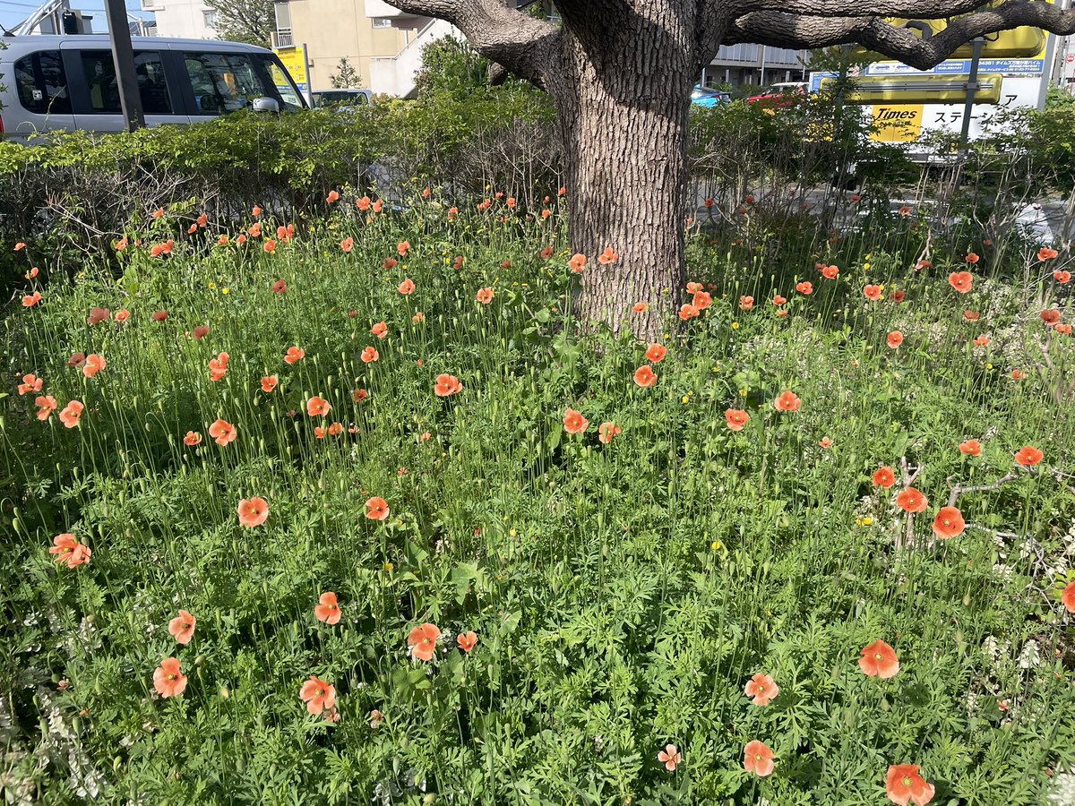MyaH1120's tweet photo. 250423
接部长命令，今天开始迟一个小时上班。虽说用的是年假，但也感觉世界顿时更美好了～
部長命令で、今日から一時間遅れで出勤。有休だけど、世界がより良くなった気がしたわ！ https://t.co/tSfKxCff1j