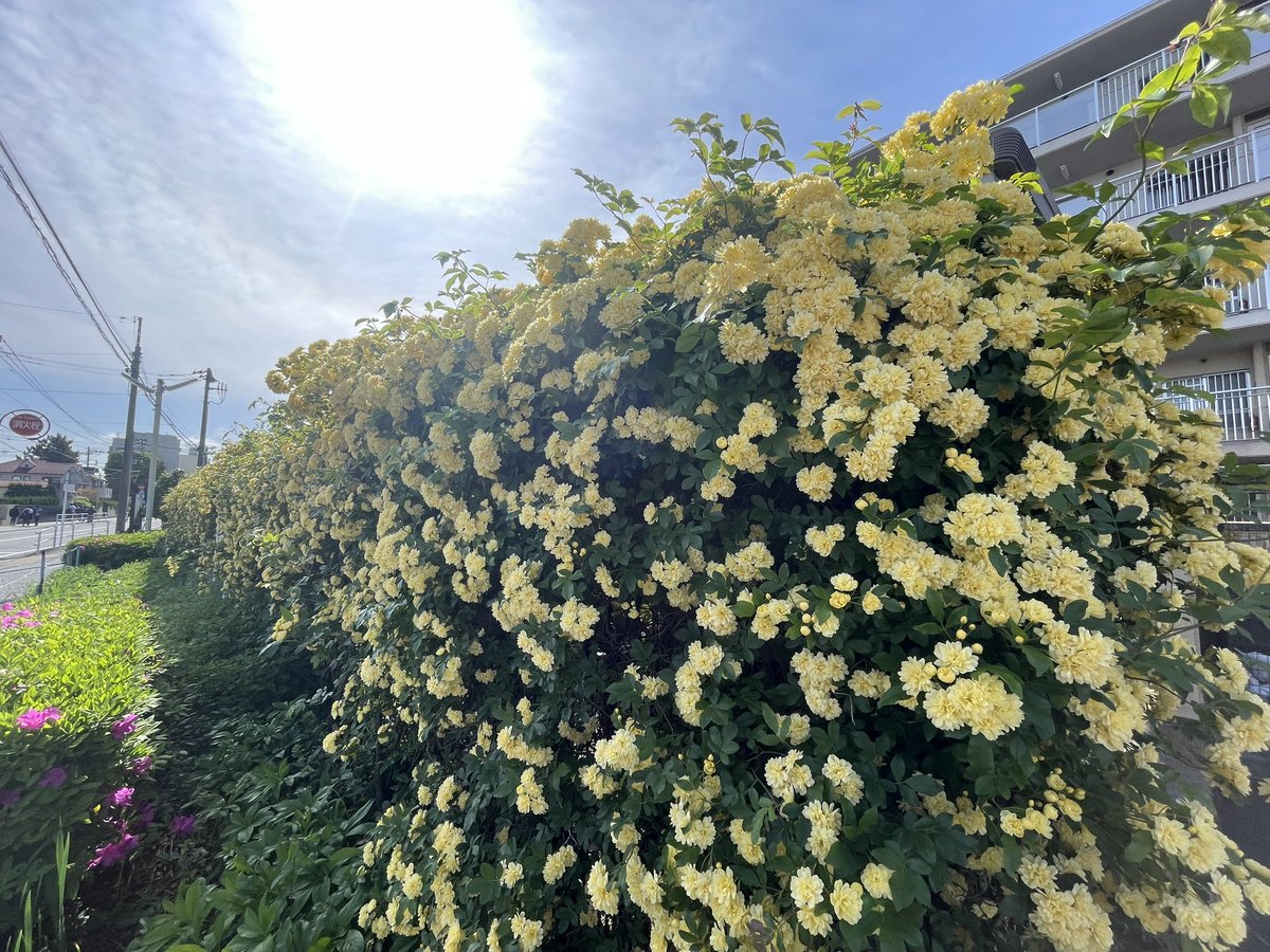MyaH1120's tweet photo. 250423
接部长命令，今天开始迟一个小时上班。虽说用的是年假，但也感觉世界顿时更美好了～
部長命令で、今日から一時間遅れで出勤。有休だけど、世界がより良くなった気がしたわ！ https://t.co/tSfKxCff1j
