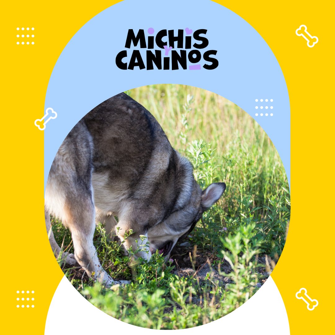 🌱🐕 Los perros y gatos nos conectan con lo esencial: el cuidado, la ternura, el respeto. La Tierra necesita más de eso. #DíaDeLaTierra #MascotasYPlaneta #MichisyCaninos