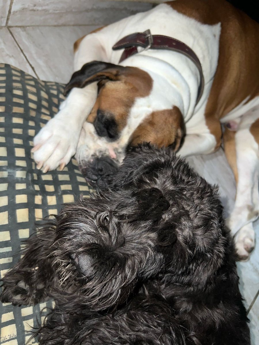 Thor y Duque 🫶🏼🥰