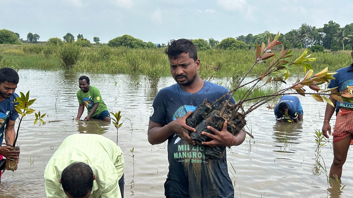 Erik Solheim (@eriksolheim) on Twitter photo Big applause for ‘Million Mangroves by 2030’ in India 🇮🇳! Bravo Odisha!
A brilliant community effort to Fight Climate Change & Save Coasts. 🌱👏
Led by youth champ <a href="/SoumyaMarineWL/">Soumya Ranjan Biswal 🇺🇳🇮🇳</a>, OPSA Trust, Sabuja Sakha, <a href="/DharitriLive1/">Dharitri Live</a> & <a href="/OrissaPOSTLive/">Orissa POST Live</a>, launched by <a href="/AdyashaSatpath3/">Adyasha Satpathy</a> & Big applause for ‘Million Mangroves by 2030’ in India 🇮🇳! Bravo Odisha!
A brilliant community effort to Fight Climate Change & Save Coasts. 🌱👏
Led by youth champ <a href="/SoumyaMarineWL/">Soumya Ranjan Biswal 🇺🇳🇮🇳</a>, OPSA Trust, Sabuja Sakha, <a href="/DharitriLive1/">Dharitri Live</a> & <a href="/OrissaPOSTLive/">Orissa POST Live</a>, launched by <a href="/AdyashaSatpath3/">Adyasha Satpathy</a> &
