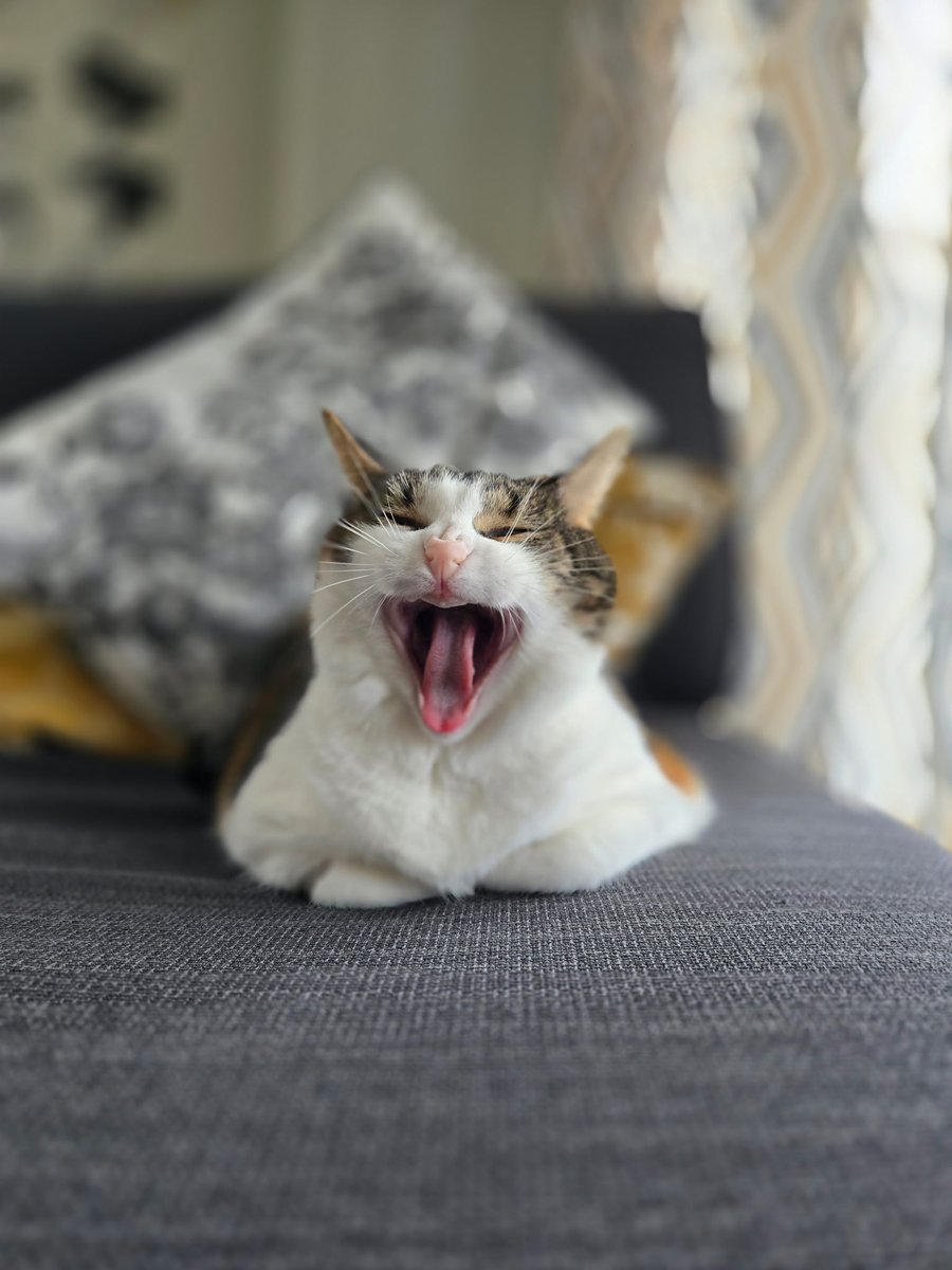 Mel 🐈‍⬛️ tweet media