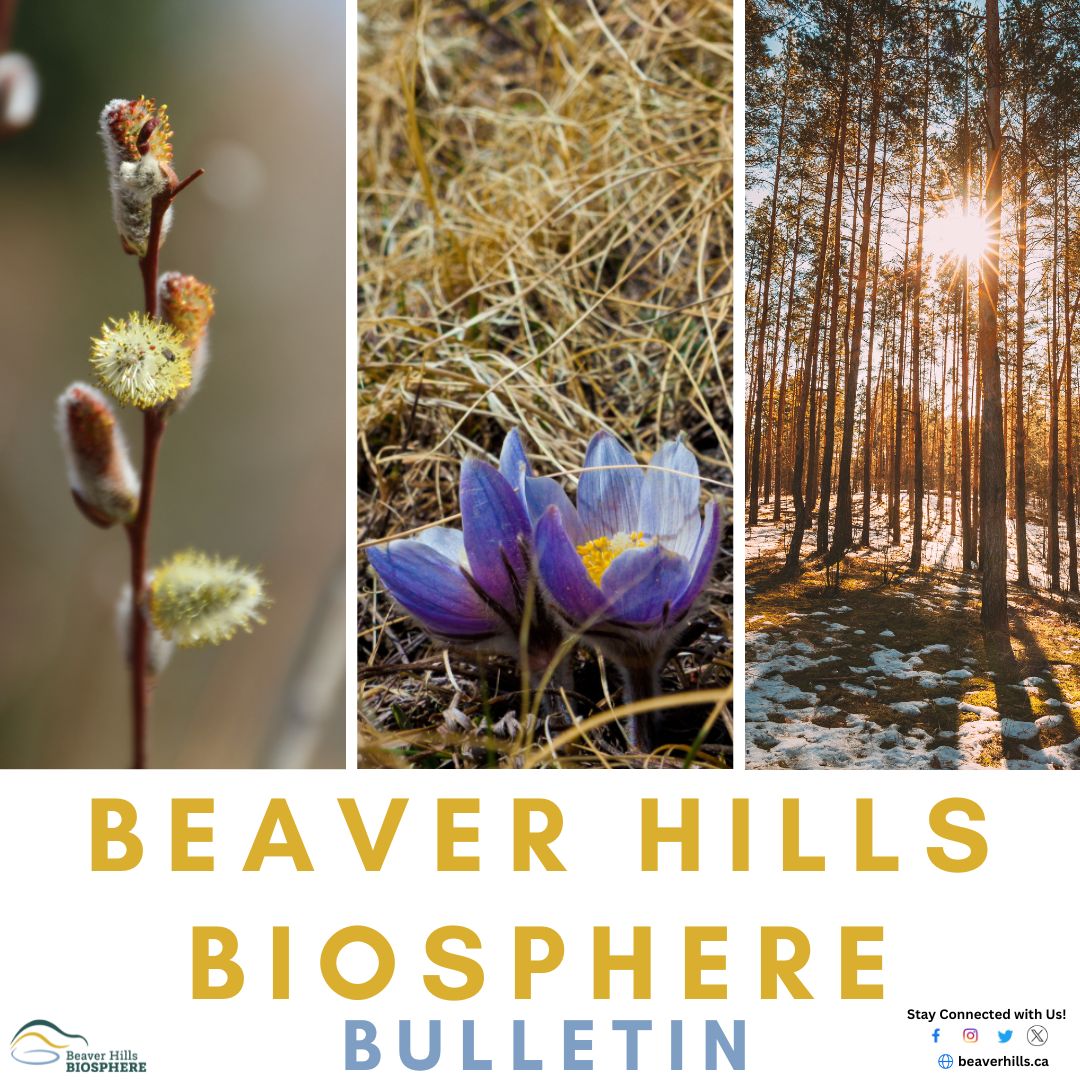 📬Hot off the (digital) press &amp; into your inbox!
The latest issue of our Bulletin just landed with event updates, community stories, special announcements &amp; more - it’s everything you need to stay connected &amp; inspired.✨
Subscribe today! beaverhills.ca/news