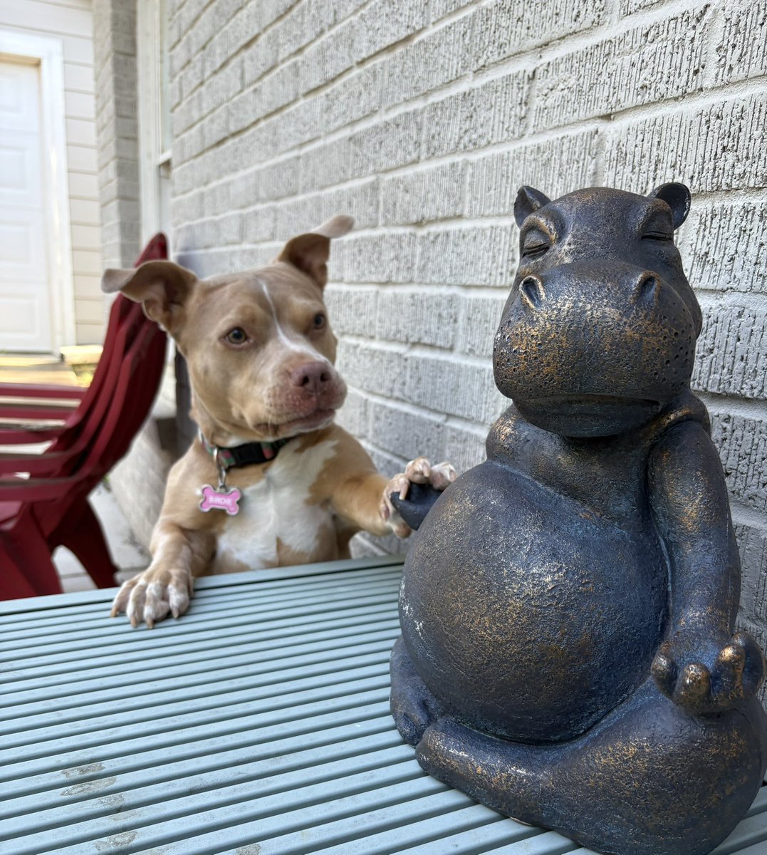 Sometimes, when the world is in complete chaos, you need to impulse buy a zen hippo.