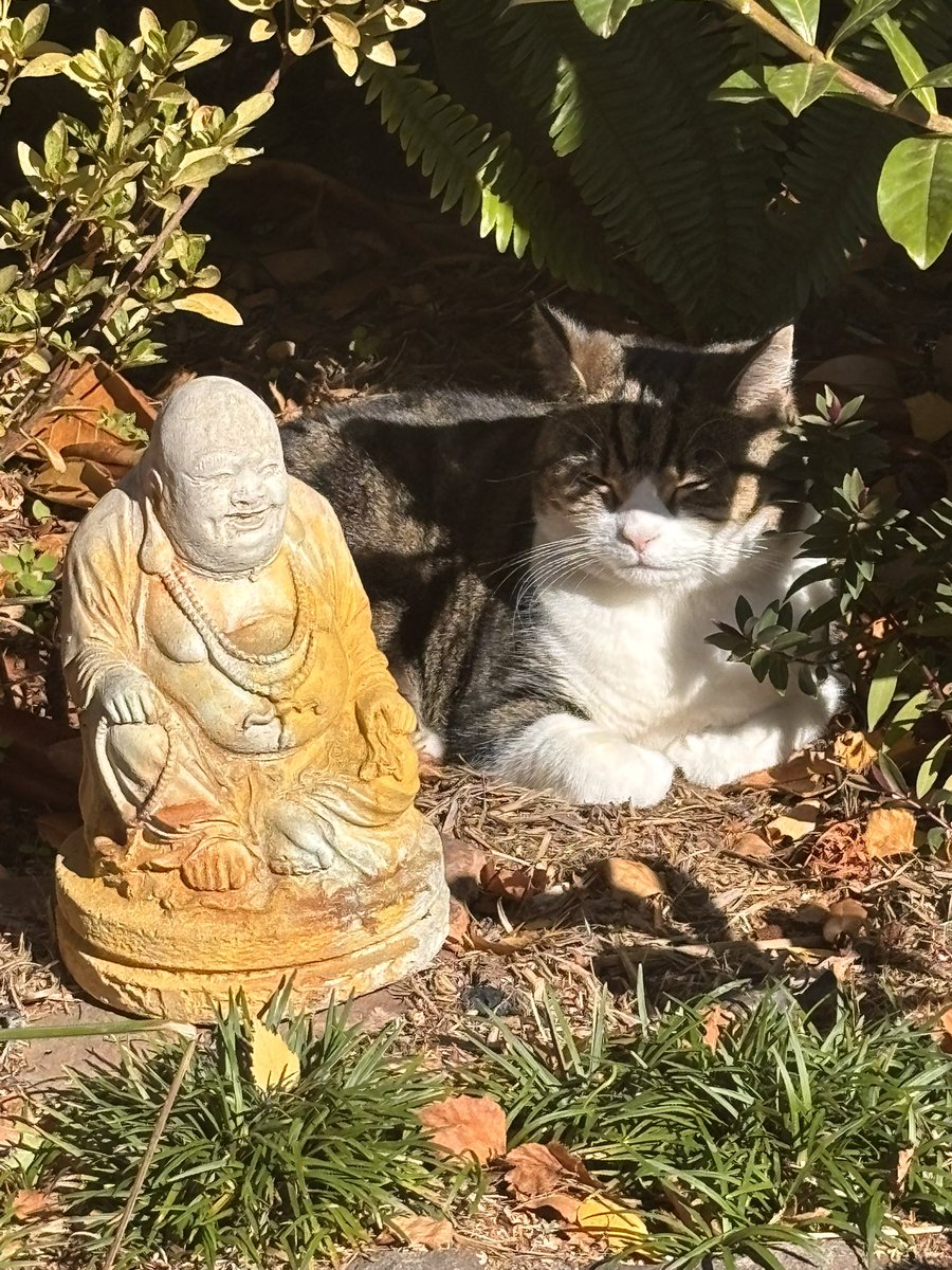 catman (@chitchycat) on Twitter photo 