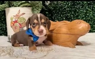 Wildflowerpups's tweet photo. Sweet little shorthair chocolate and tan piebald boy💙 rtg 5/10 #minidachshund #dachshund #dachshunds #miniaturedachshund #dachshundpuppy #puppy #puppylove #minidachshunds https://t.co/zO1nuUyKLV
