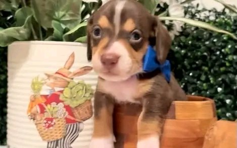 Wildflowerpups's tweet photo. Sweet little shorthair chocolate and tan piebald boy💙 rtg 5/10 #minidachshund #dachshund #dachshunds #miniaturedachshund #dachshundpuppy #puppy #puppylove #minidachshunds https://t.co/zO1nuUyKLV