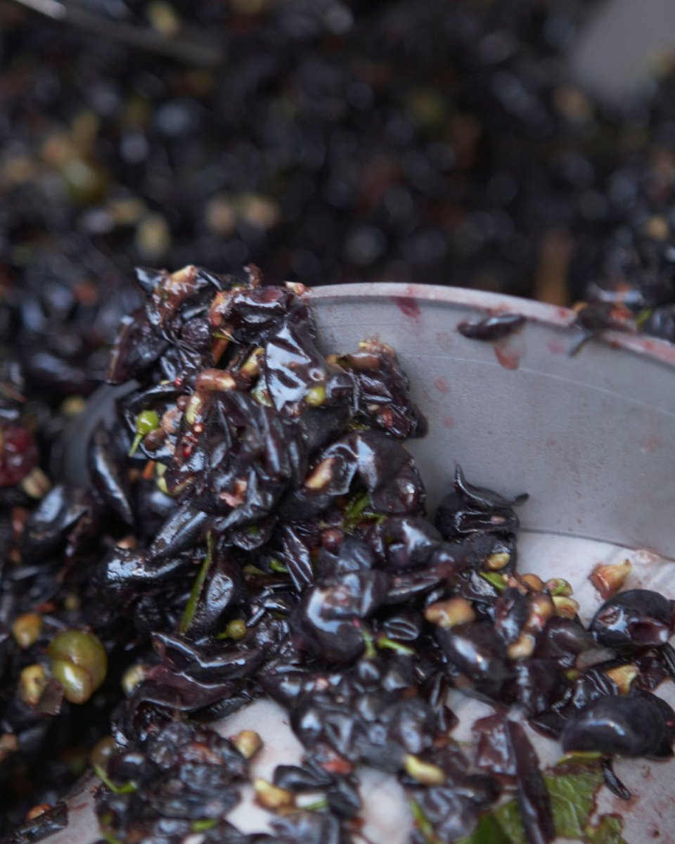 DeltaEstates's tweet image. Pick, crush, soak, ferment and age. 
Our Pinot Noir is carefully crafted throughout the harvest process, with great attention given to achieving the ideal balance of flavour and tannin, ensuring it’s perfectly ready for your glass 🍇