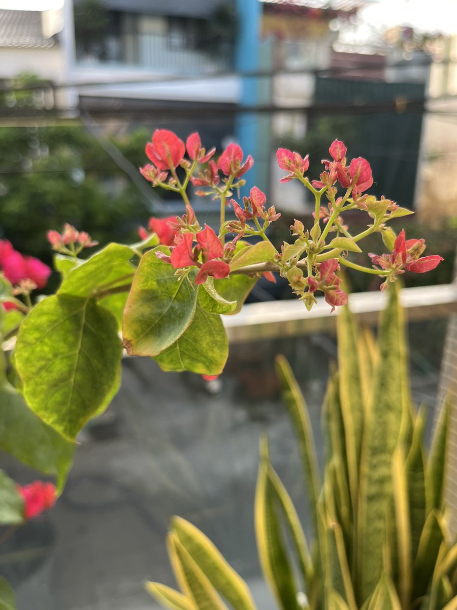 Anhdiepvtx's tweet image. "Giấy đỏ kia ,lún phún chờ tô điểm !
Tháng 4 này, rực rỡ có 30"
Happy Wednesday X Family :)
#lifesyle #HealthyHabits