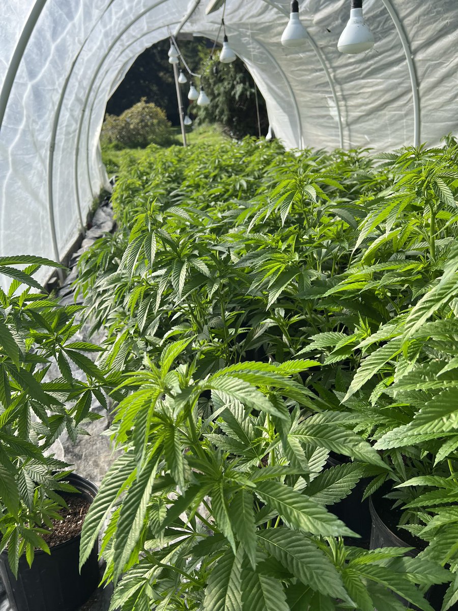GalacticFarmer1's tweet image. I love my moms. #motherplant #clones #spring #Cannabis #OGKush #Cookies #Ogre #BlackPearl