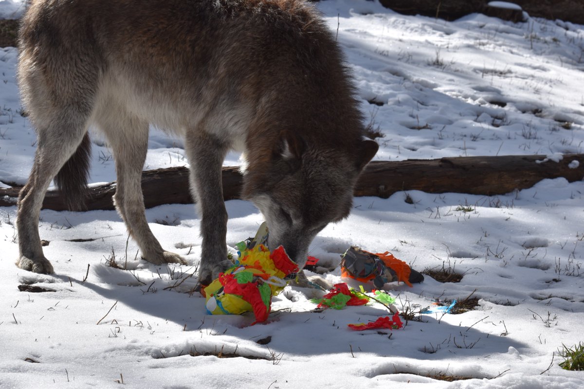 Wolves_at_CWWC's tweet image. Good morning! This week’s Wolf Talk is now on YouTube! Check it out at the link in our bio! Today we talk about the language of wolves. 

#Wolf #Wolves #CWWC #ColoradoWolfAndWildlifeCenter #Education #Conservation #Preservation #NonProfit #AZA #Wildlife #FYP