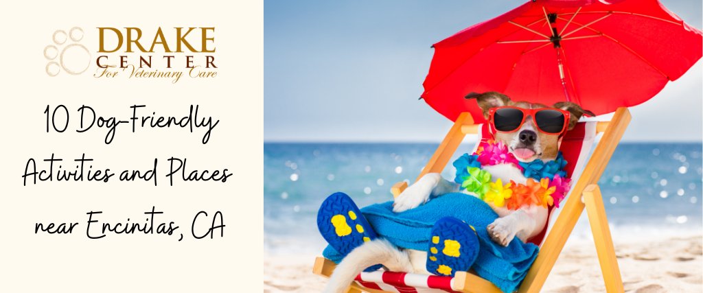 🌎 #HappyEarthDay 🎉 In honor, here are some fun activities to do with your dog near our very own Encinitas, bit.ly/4466Goa 🌞 Enjoy some #FunInTheSun today! 🐾