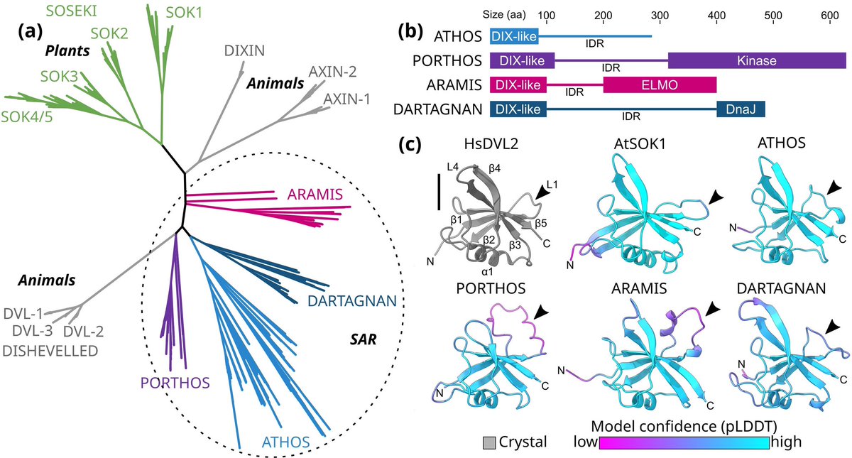 Sebastian Schornack (@dromius) on Twitter photo Diversification of DIX domain-containing proteins in the SAR supergroup <a href="/edouard_evan/">Edouard Evangelisti</a> journals.asm.org/doi/10.1128/mb… Diversification of DIX domain-containing proteins in the SAR supergroup <a href="/edouard_evan/">Edouard Evangelisti</a> journals.asm.org/doi/10.1128/mb…
