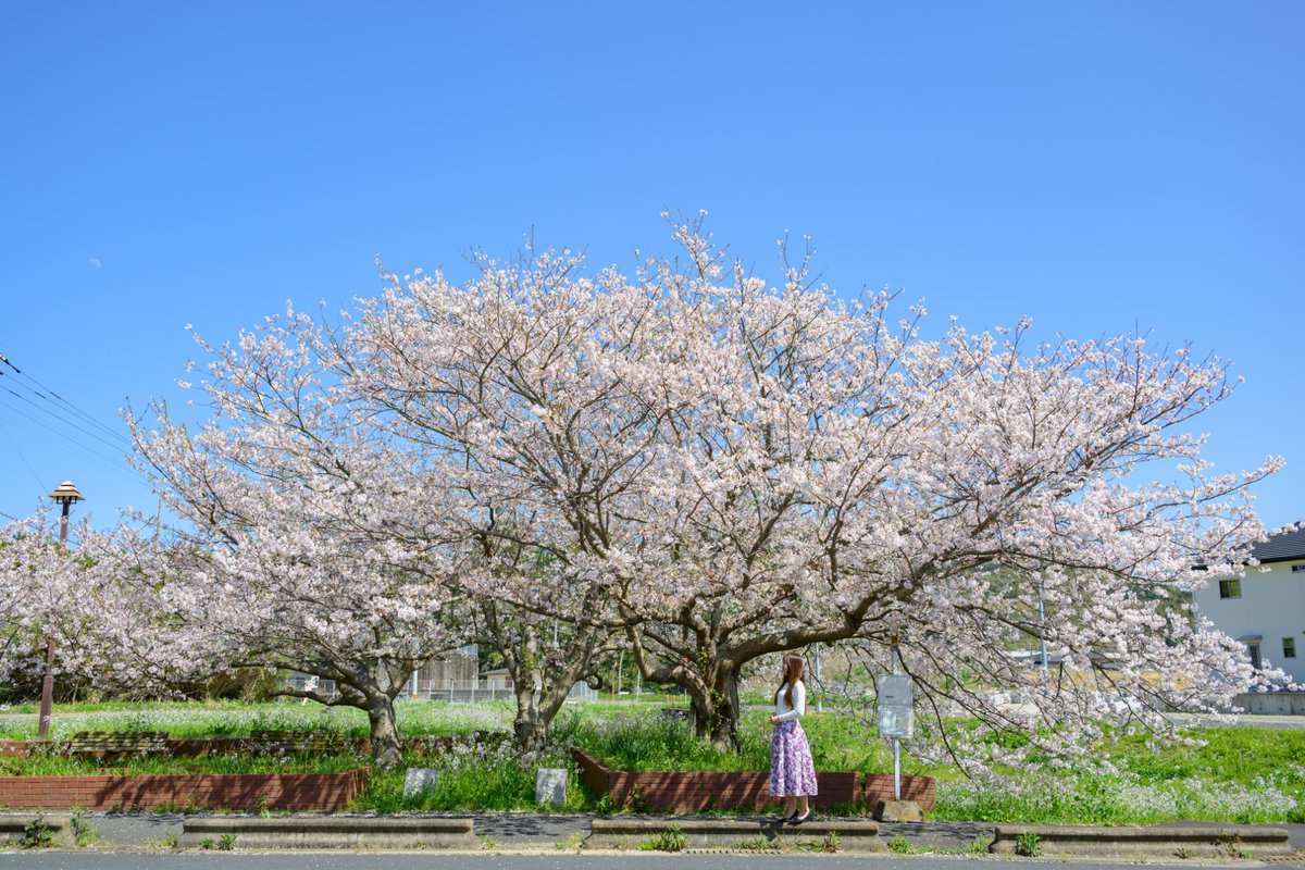 krime64Impala's tweet photo. 春待ちバス停
Life with Nikon
#LifewithNikon
#Nikon https://t.co/GQuovMoGBK