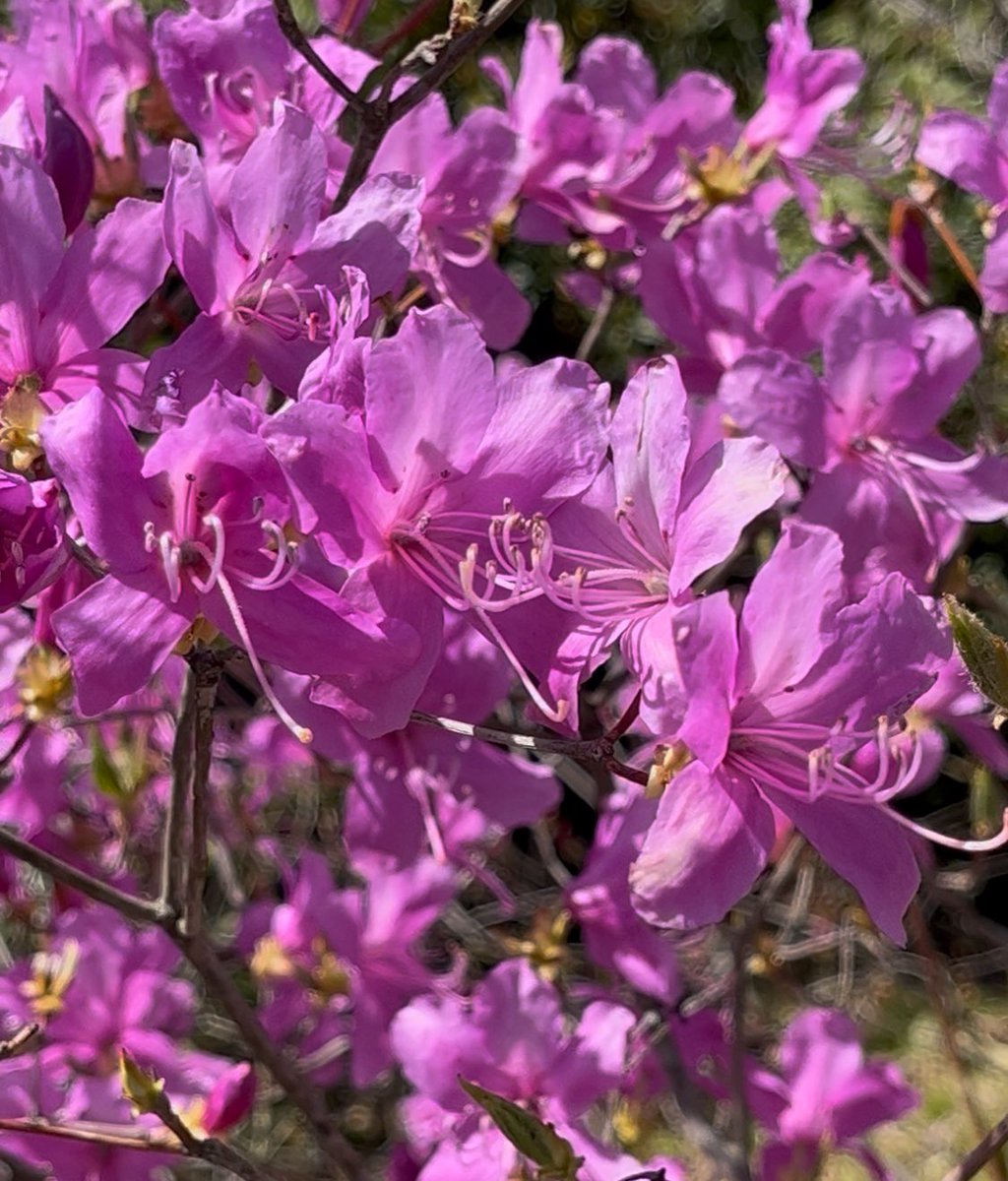 IwaKento's tweet photo. 山々に、ミツバツツジの花が満開です🌸ピンク色の、素朴な花ですが、シンプルなところが素敵です💓山野草的な雰囲気がいいですね🌱
＃花のある暮らし  ＃ミツバツツジ　＃朗読 https://t.co/Fv6TFA2swP