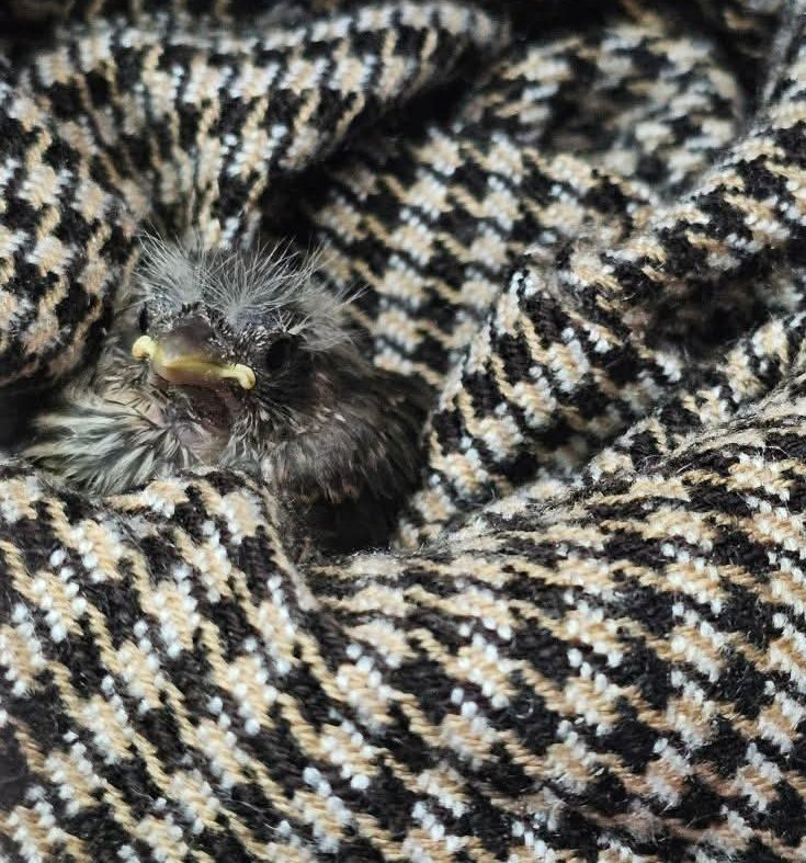 Por favor. Aunque los vean así de hermosos no los recojan, manden md y les damos indicaciones de que hacer con los bebés pajaritos