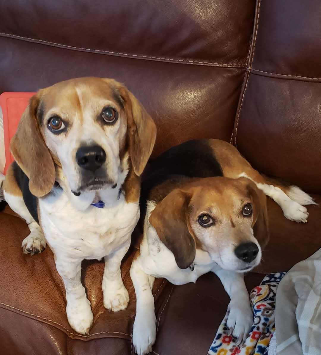 I've been working very long days as threats of layoffs loom on the horizon at work.  My apologies for being so absent lately! 

I could NOT miss wishing all of you a happy #NationalBeagleDay, though! I hope you all get spoiled rotten! 🥰

❤️ Mom, Mr. B &amp; Mr. T 
🌈🐶😇❤️😇🐶🌈