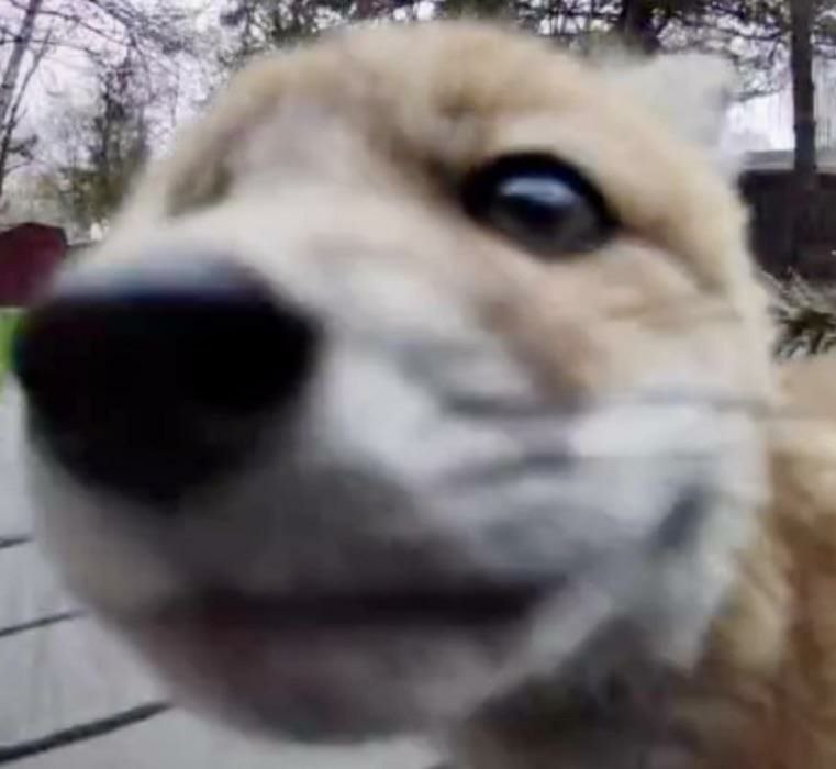 OccasionalFops tweet media