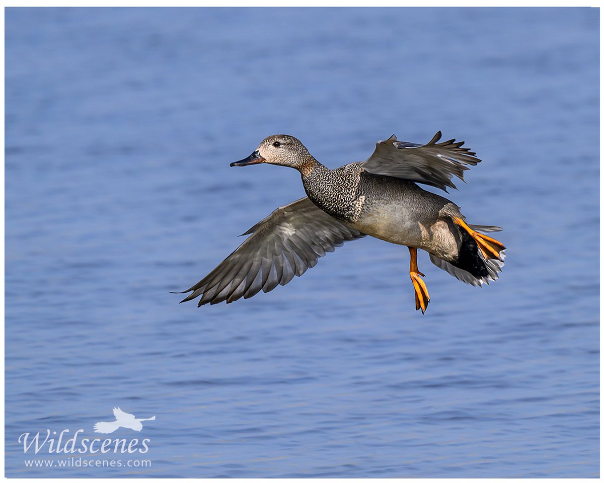 John Gardner (@wildscenesuk) on Twitter photo Gadwall incoming <a href="/Blacktoft_Sands/">RSPB Blacktoft Sands and the Humber</a> in lovely spring sunshine. Plain when viewed from a distance but beautiful when seen close up.
<a href="/UKNikon/">Nikon UK & Ireland</a> <a href="/Natures_Voice/">RSPB</a> Gadwall incoming <a href="/Blacktoft_Sands/">RSPB Blacktoft Sands and the Humber</a> in lovely spring sunshine. Plain when viewed from a distance but beautiful when seen close up.
<a href="/UKNikon/">Nikon UK & Ireland</a> <a href="/Natures_Voice/">RSPB</a>