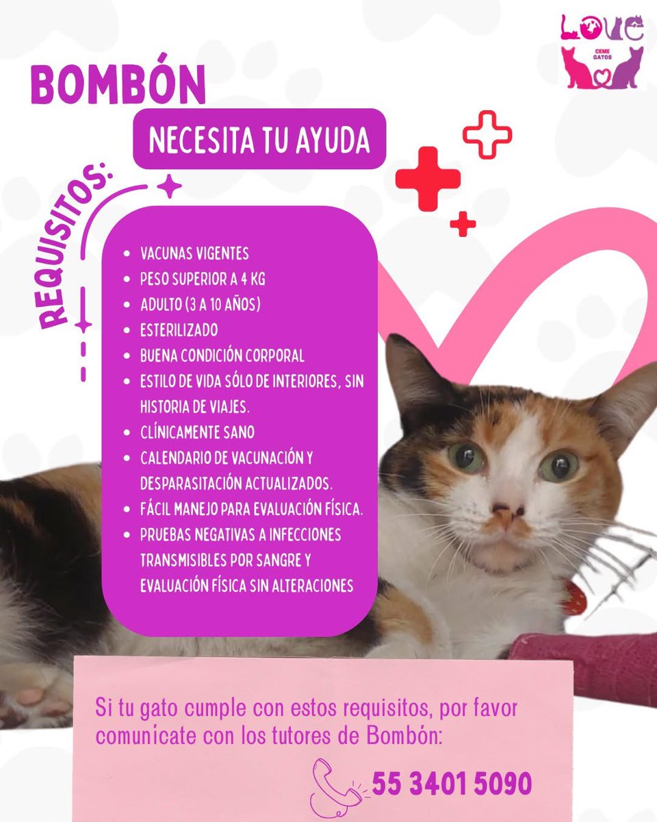 GomitasFelinas tweet media