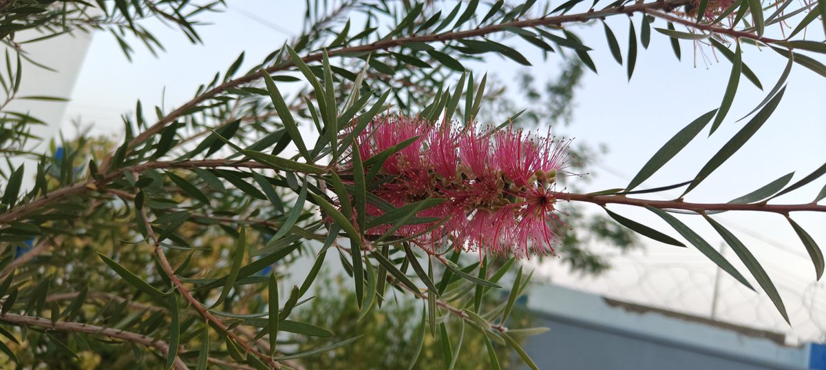 a_ali_pp's tweet image. ايتام نحن في الحب على ابوابك 
نسهر
نقتات منك نظرات عسى ان يهدأ نار بالفؤاد او يخمده
#صباحيات