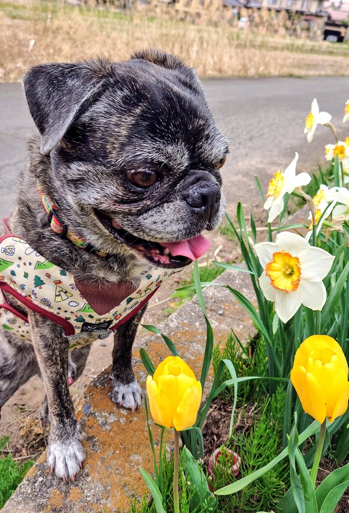 わんこパンタさん専用ページです。 楽天市場】バンダイ 爆食アニマルズ パンダ パンダ ﾊﾞｸｼﾖｸｱﾆﾏﾙｽﾞﾊﾟﾝﾀﾞ