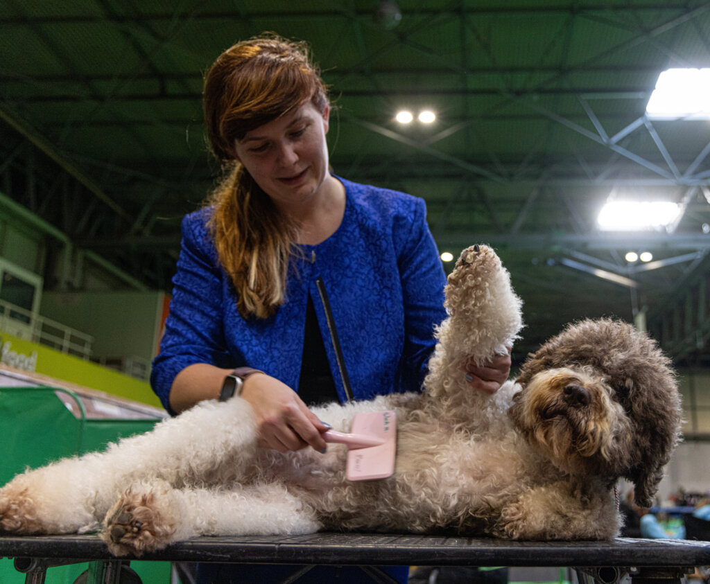 Caption this beauty in the comments! 🪮🐶
#Crufts #LagottoRomagnolo
