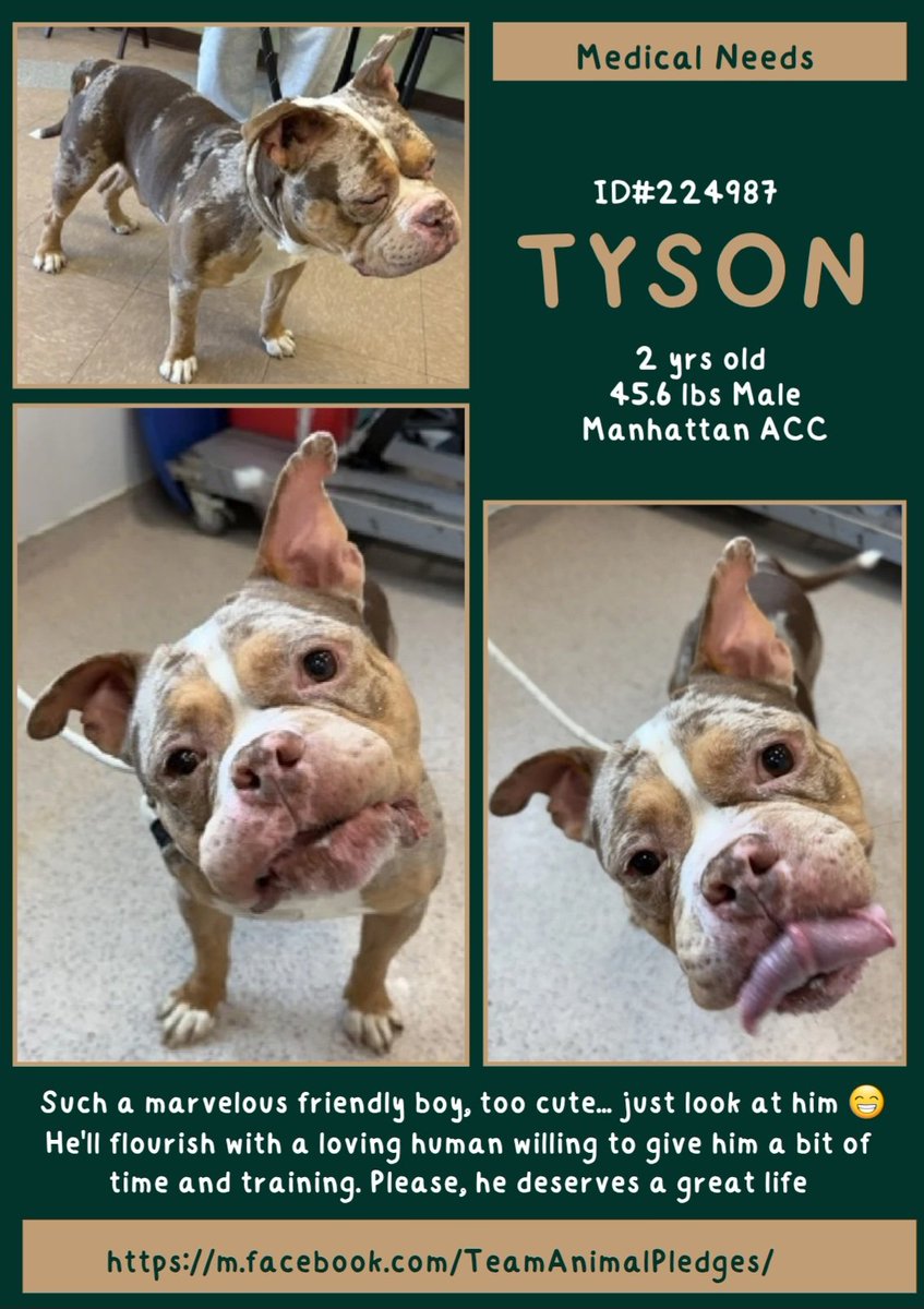 anja_brckner3's tweet photo. 🚨#Medical #Priority 🚨
#Tyson is a #NewIntake at #NYCACC #ManhattanACC and is a real #emergency 🚑
This young #boy needs out asap to #adress his needs 👩🏻⚕️
Despite his #issues he's still just #sweet 🤎
Please #foster or #adopt or #Pledge4Rescue 🙏🏻
https://t.co/fxPdtJswfM https://t.co/Imx3bFUdtJ