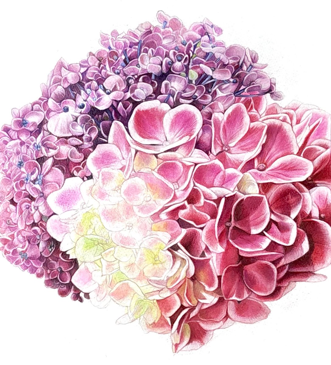 色鉛筆画 色鉛筆画 🖍️ AKITAKIKO (@kibisukibisu888) / Posts / X